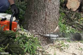 Best Hedge Trimming  in Rosedale, CA